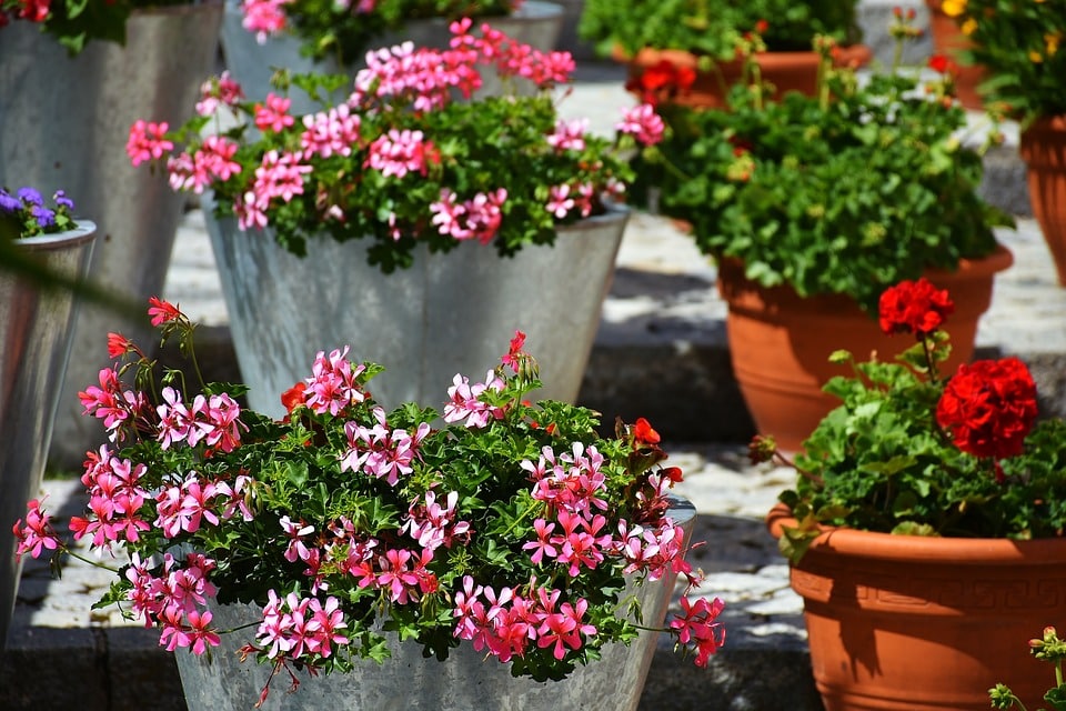Bliv sommerklar med friske blomster og planter